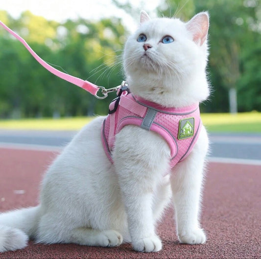 Cat leash
